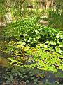 A 282 Alice Springs - Dans le jardin de l'hotel